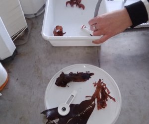 PAM Seaweed testing BIG