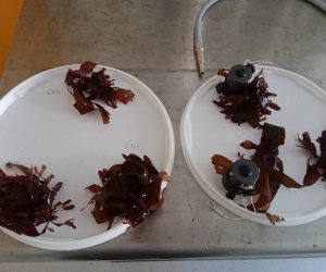 PAM Seaweed testing BIG2